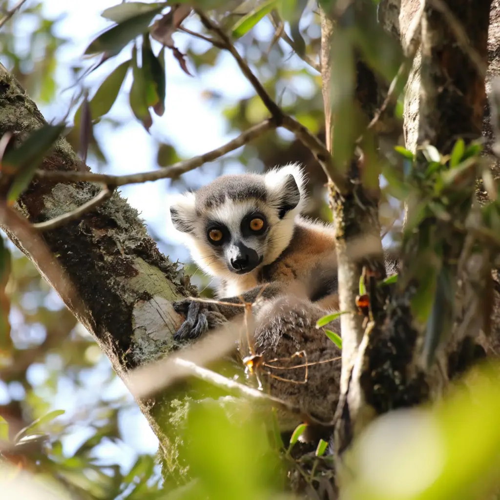 A lemur