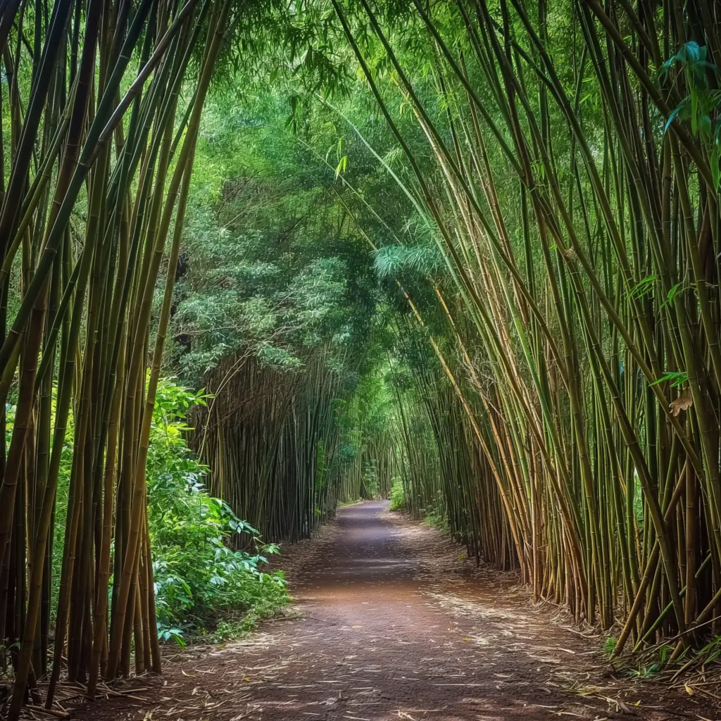 Maui Bamboo Forest