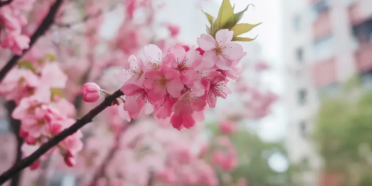 Sakura Season