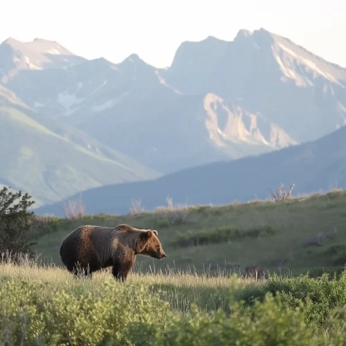 Grizzly Bear in Banff