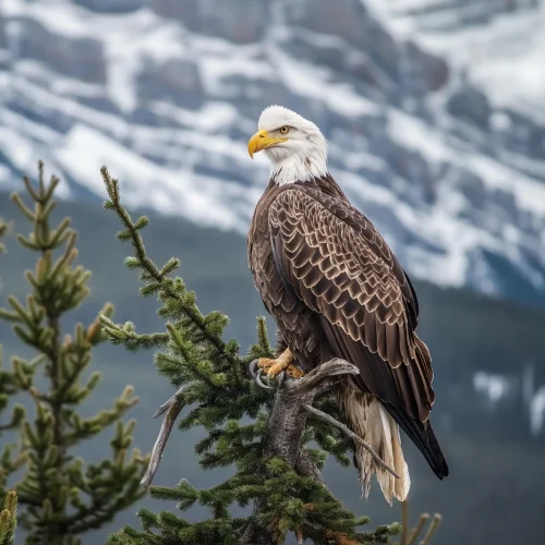 Bald Eagle