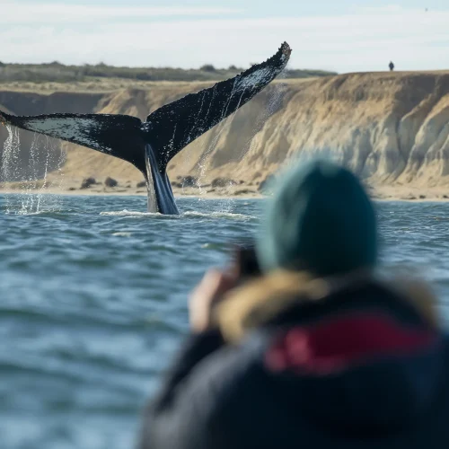 Whale spotting at the Valdés Peninsula